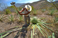 The Mezcal Book